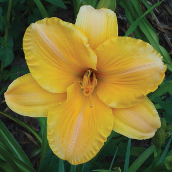 Daylily Psalter And Harp