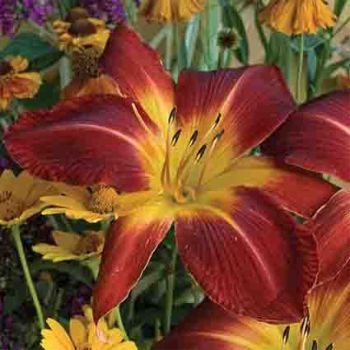 Daylily Ruby Spider