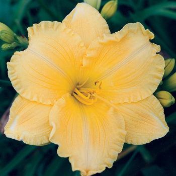 Daylily R&R Touch Of Eternity