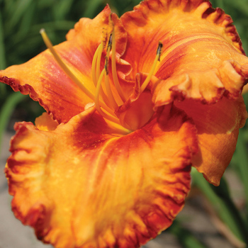 Daylily Volcano Queen