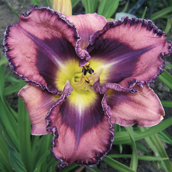 Daylily, You've Got Soul Daylily, You've Got Soul