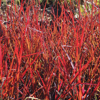 Grass Andropogon Red October
