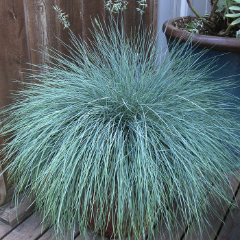 Grass, Ornamental, Beyond Blue Grass, Ornamental, Beyond Blue