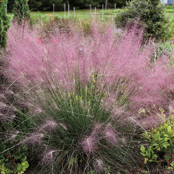 Grass, Ornamental, Undaunted® Grass, Ornamental, Undaunted®