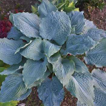 Hosta Diamond Lake