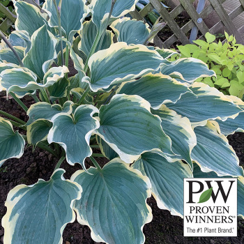 Hosta Hope Springs Eternal