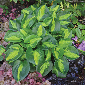 Hosta, Pocketful of Sunshine