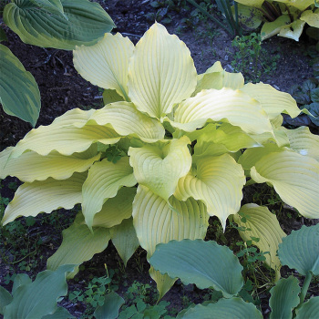 Hosta Dancing Queen