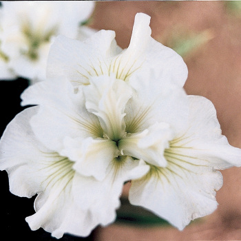 Siberian Iris Bellissima