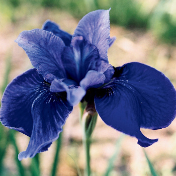 Siberian Iris Jaybird