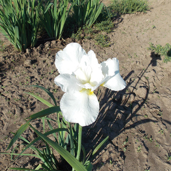Siberian Iris Marshmallow Frosting