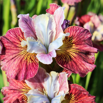 Siberian Iris Painted Woman