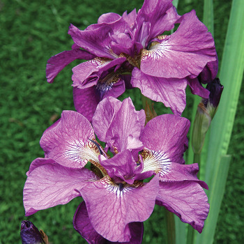 Siberian Iris Tumble Bug