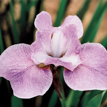 Siberian Iris Sprinkles