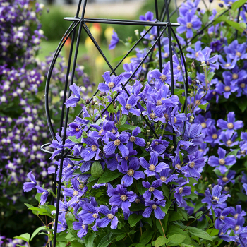 Clematis, Rain Dance Clematis, Rain Dance