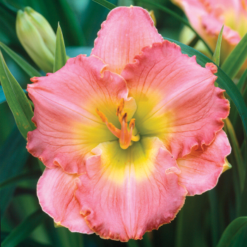 Daylily Chance Encounter