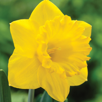 Daffodil, Dutch Master, Pack of 6 Daffodil, Dutch Master, Pack of 6