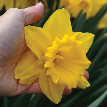 Daffodil, Marieke, Pack of 6 Daffodil, Marieke, Pack of 6