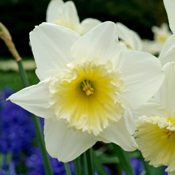 Daffodil, Ice Follies, Pack of 6 Daffodil, Ice Follies, Pack of 6
