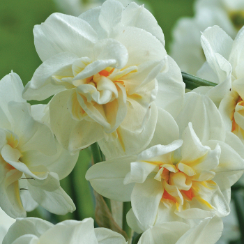 Daffodil, Sir Winston Churchill, Pack of 6 Daffodil, Sir Winston Churchill, Pack of 6