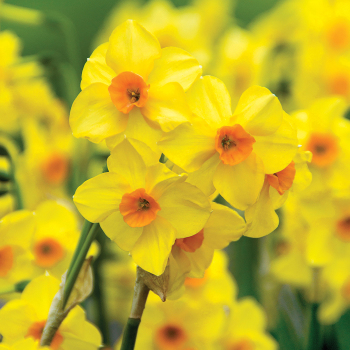 Daffodil, Martinette, Pack of 6 Daffodil, Martinette, Pack of 6