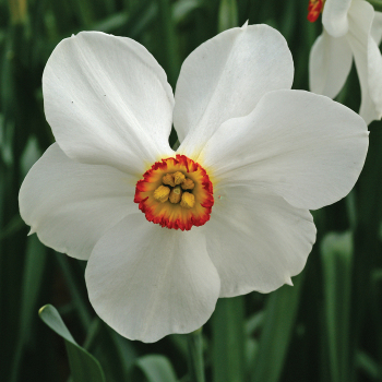 Daffodil, Actaea, Pack of 6