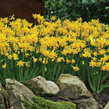Daffodil, Tete-A-Tete, Pack of 6 Daffodil, Tete-A-Tete, Pack of 6