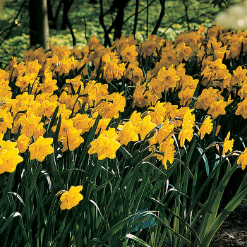 Daffodil, Naturalizing Yellow Trumpet Mix, Pack of 24