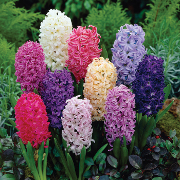 Hyacinth, Mix, Pack of 6 Hyacinth, Mix, Pack of 6