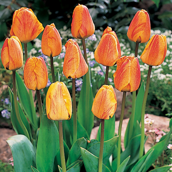 Tulip, Beauty of Apeldoorn, Pack of 6