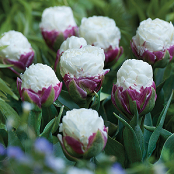 Tulip, Ice Cream, Pack of 6