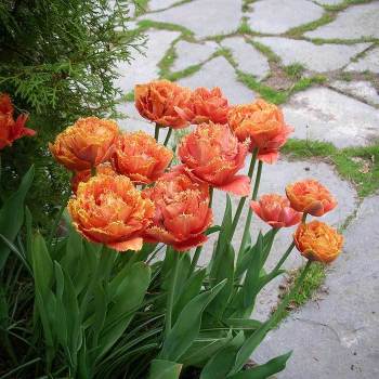 Tulip