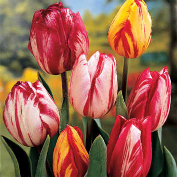 Tulip, Rembrandt Style Mix, Pack of 12