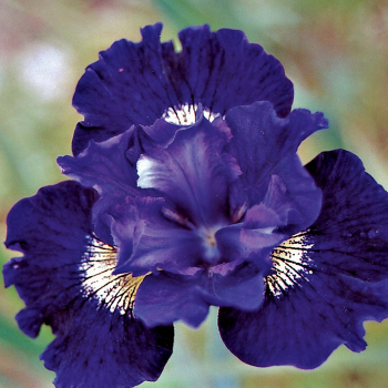 Siberian Iris Over In Gloryland