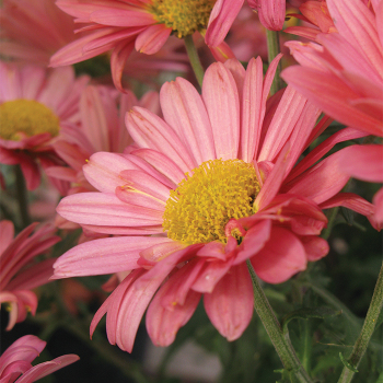 Chrysanthemum Mammoth Coral Daisy