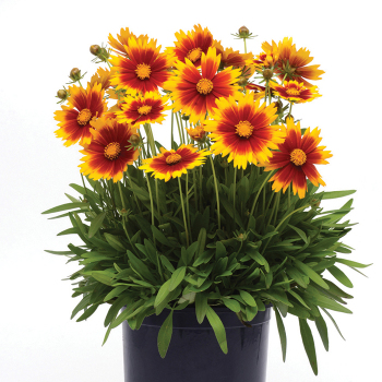 Coreopsis Uptick Gold & Bronze