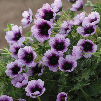 Geranium, Thumbling Hearts Geranium, Thumbling Hearts