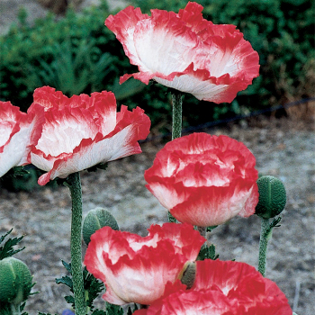 Papaver Place Pigalle