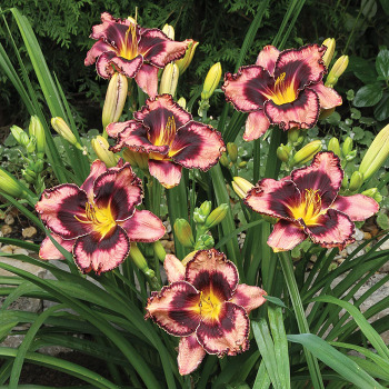 Daylily Simmons Overture
