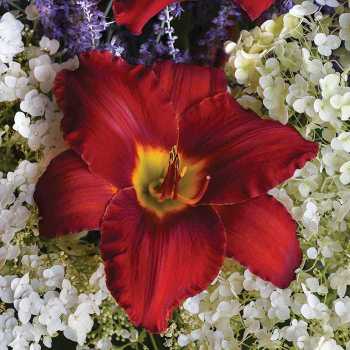 Daylily Sun Dried Tomatoes