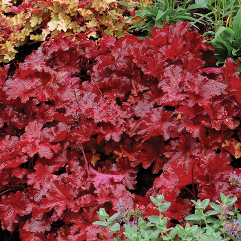Heuchera Forever® Red