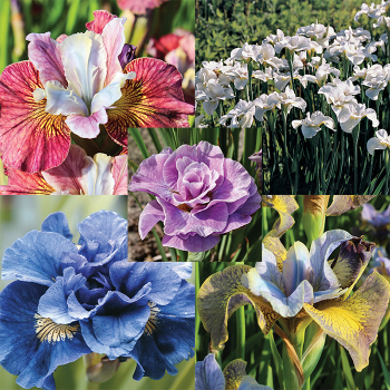 Popular Favorites Siberian Iris Collection