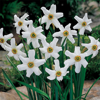 Daffodil, Pheasant's Eye, Pack of 6 Daffodil, Pheasant's Eye, Pack of 6