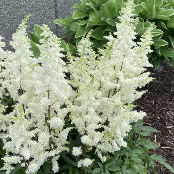 Astilbe, Happy Spirit