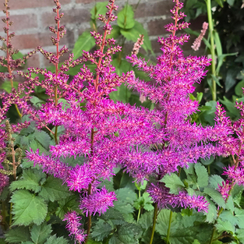Astilbe, Mighty&reg; Max