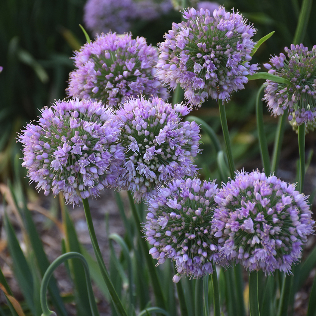 Allium