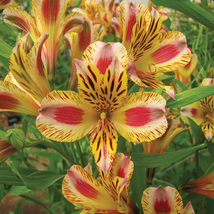 Alstroemeria