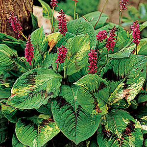 Persicaria