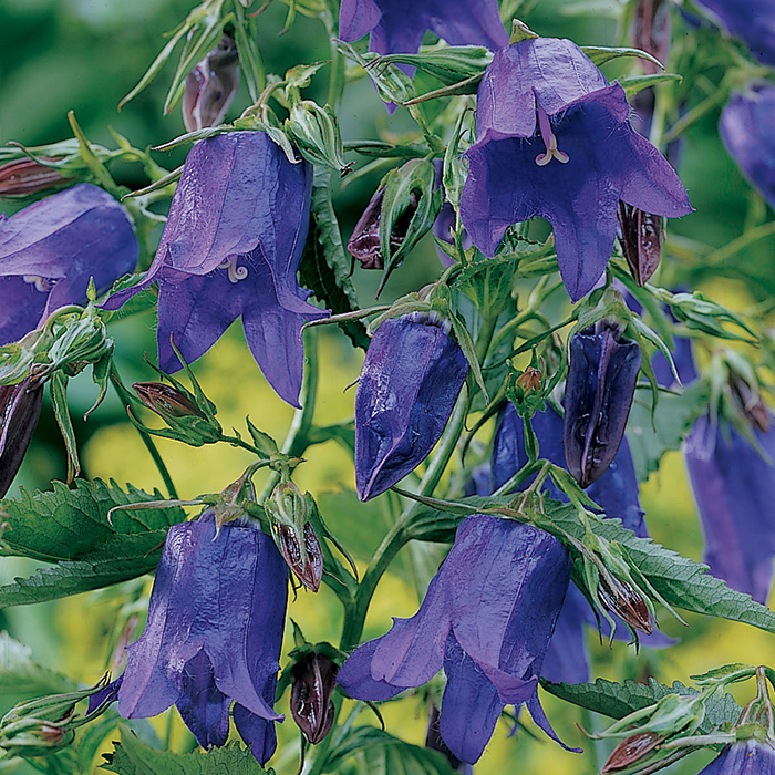 Campanula