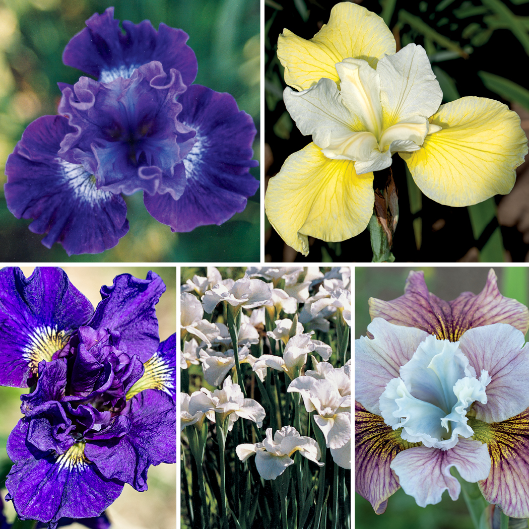 Siberian Iris Collection